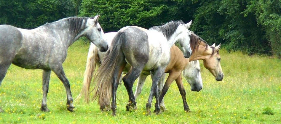 Et le cheval ?